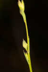 Florida yellow flax